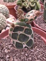 Planta Cacto Raro Opuntia Zebrina Reticulata (cacto-cobra) Planta Cacto Raro Opuntia Zebrina Reticulata (cacto-cobra)