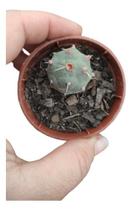 Planta Cacto Tephrocactus Articulatus
