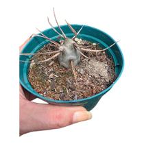 Planta Cacto TEPHROCACTUS PAPYRACANTHUS Planta Cacto TEPHROCACTUS PAPYRACANTHUS