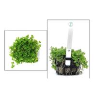 Planta Callitriche Sp - Chácara Takeyoshi Planta Callitriche Sp - Chácara Takeyoshi