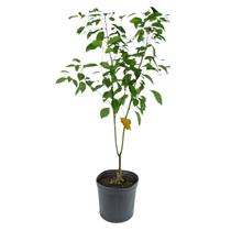 Planta Canela Sombra 100cm - AgroJardim