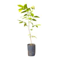 Planta Cassia Chuva de Ouro 100cm