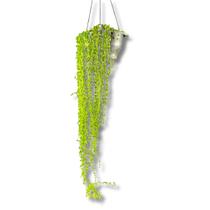 Planta Colar De Pérola Rosário Verde Senecio Rowleyanus Planta Colar De Pérola Rosário Verde Senecio Rowleyanus
