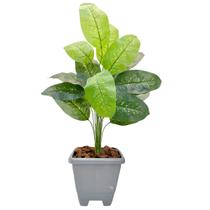 Planta Comigo Ninguém Pode Artificial Com Vaso Completo Planta Comigo Ninguém Pode Artificial Com Vaso Completo