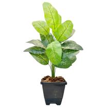 Planta Comigo Ninguém Pode Artificial Com Vaso Completo Planta Comigo Ninguém Pode Artificial Com Vaso Completo