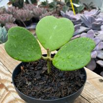 Planta Coração Hoya Kerrii Cacto Suculenta Plantada No Vaso