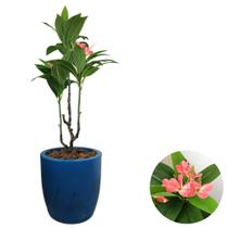 Planta Coroa de Cristo Artificial Premium Com Vaso Bojo Casa