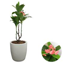 Planta Coroa de Cristo Artificial Premium Com Vaso Bojo Casa