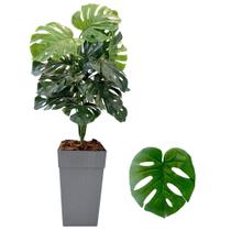 Planta Costela De Adão Artificial Com Vaso Cores Casca Casa