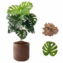 Planta Costela de Adão Artificial + Vaso Bojo Moderno Casa