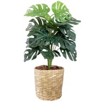 Planta Costela De Adão Artificial Vaso Cesto Palha