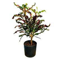 Planta Cróton Red Green 70cm - AgroJardim