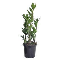 Planta da Fortuna Zamioculca Baby (25cm) - Relaxar e Meditar