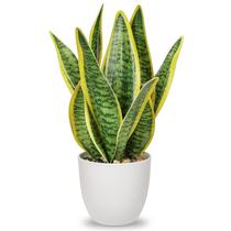 Planta de cobra artificial Hollyone em vaso Sansevieria Trifasciata