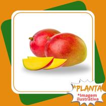 Planta de Manga Rosa Enxertada Mangifera Indica.