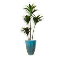 Planta Dracena Artificial Variegata Vaso Grande Decoração