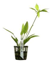 Planta Echinodorus Cordifolius Marblequeen Chácara Takeyoshi