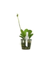 Planta Echinodorus Kleiner Bar Chácara Takeyoshi - Chácara Takeysohi