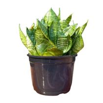 Planta Espada de São Jorge Mini 15cm