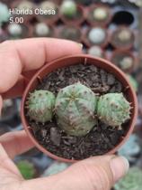 Planta Euphorbia Hybrid Obesa X Globosa Planta Euphorbia Hybrid Obesa X Globosa