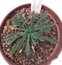 Planta Euphorbia Japônica pote 11 - Suculentas e Cia Sc