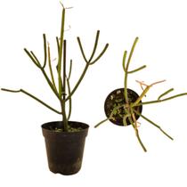 Planta Euphorbia Tirucalli Avelós, Lápis leite Planta Lápis