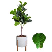 Planta Fícus Artificial Arranjo Completo Vaso Casca Luxo - Planta Fícus Artificial Arranjo Completo Vaso Casca Luxo -