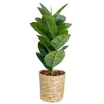 Planta Fìcus Artificial Arranjo Completo Vaso Cesto Palha