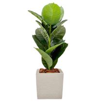 Planta Ficus Artificial Com Vaso Quadrado Completo Casca