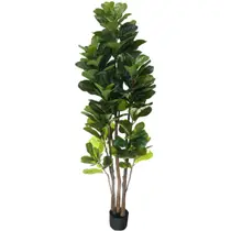 Planta Ficus Lyrata 185cm Arvore Palmeira Grande Folhagem