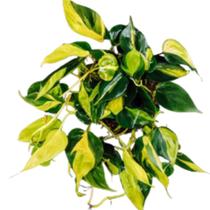Planta Filodendro Brasil Ou Philodendron Brasil Arranjo Decoração Natural