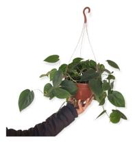 Planta Filodendro Scandens Saudável Exótica P/ Colecionador