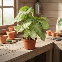 Planta Flecha - Syngonium Podophyllum - Planta Tropical de Fácil Cultivo