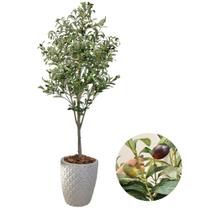 Planta Folhagem Oliveira Artificial Com Vaso Completo Grande Planta Folhagem Oliveira Artificial Com Vaso Completo Grande