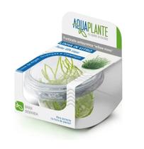 Planta Fontinalis Antipyretica Willow Moss In Vitro - Aquaplante