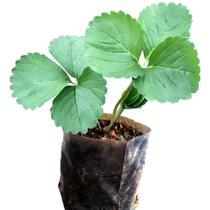 Planta Frutífera Muda De Morango Para Horta E Jardim - LELO