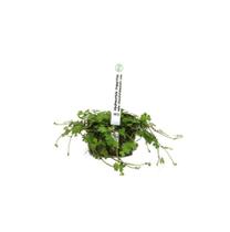 Planta Hydrocotyle Tripartita Chácara Takeysohi - Chácara Takeyoshi