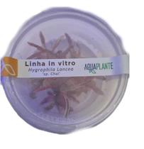 Planta Hygrophila Lancea Sp. Chai - Aquaplante