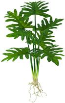 Planta Imbé com Raiz Luxo 52cm Folhagem de vaso costela de adão