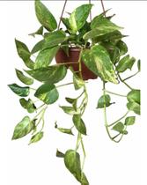 Planta jiboia cuia 21 Planta jiboia cuia 21