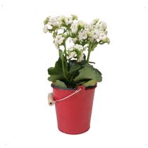 Planta Kalanchoe Branca Natalina + Vaso Balde Vermelho Pote