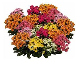 Planta Kalanchoe Calandiva Flor-da-fortuna Cor Surpresa