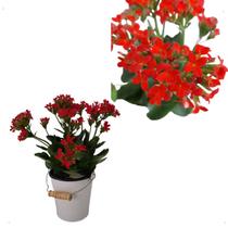 Planta Kalanchoe Vermelha Natalina + Vaso Balde Branco Pote