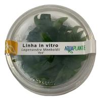 Planta Lagenandra Meeboldii Red - Aquaplante Planta Lagenandra Meeboldii Red - Aquaplante