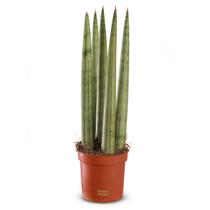 Planta Lança de São Jorge Reta (Pequena) Planta Lança de São Jorge Reta (Pequena)
