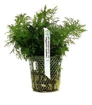 Planta Limnophila Sessiliflora Pinheirinho Chácara Takeyoshi