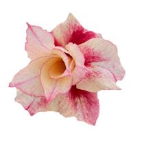 Planta Matriz Rosa do Deserto Flor dobrada laranjada TS283