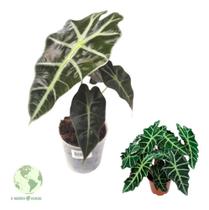 Planta Muda Alocasia Polly Amazonica + Vaso Bem Embalado Top
