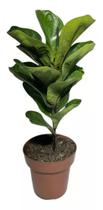 Planta Muda De Ficus Lyrata - Ideal P/ Ambientes Internos - FLORA FULL