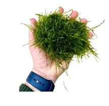 Planta Musgo De Java 30g Taxiphyllum Barbieri Planta Musgo De Java 30g Taxiphyllum Barbieri